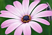 OSTEOSPERMUM CHRIS BRICKELL