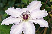 CLEMATIS CLAIR DE LUNE