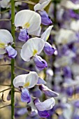 WISTERIA FLORIBUNDA ASSAI