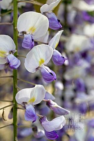 WISTERIA_FLORIBUNDA_ASSAI