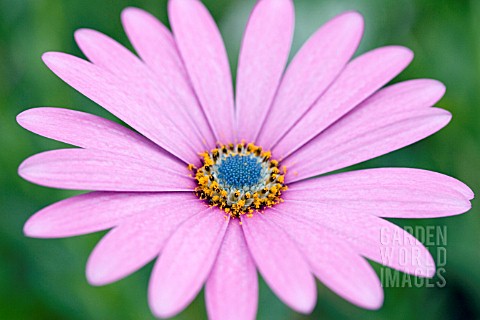 OSTEOSPERMUM_LA_MORTOLA