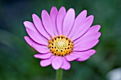 OSTEOSPERMUM LAEVIGATUM HOPLEYS