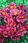 ALSTROEMERIA PRINCESS LEYLA