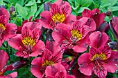 ALSTROEMERIA PRINCESS LEYLA