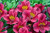 ALSTROEMERIA PRINCESS LEYLA