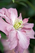 CLEMATIS MONTANA SUNRISE