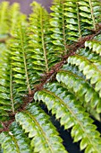 POLYSTICHUM POLYBLEPHARUM