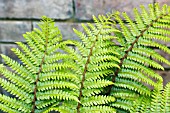 POLYSTICHUM POLYBLEPHARUM