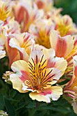 ALSTROEMERIA PRINCESS SARA