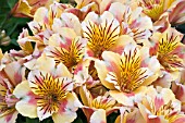 ALSTROEMERIA PRINCESS SARA