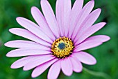 OSTEOSPERMUM TREWIDDEN PINK