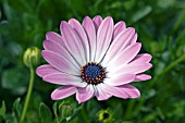 OSTEOSPERMUM VOLTA