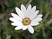 OSTEOSPERMUM WEETWOOD