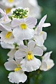 NEMESIA WISLEY VANILLA