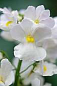 NEMESIA WISLEY VANILLA