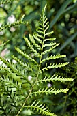 DRYOPTERIS FILIX MAS LINEARIS POLYDACTYLA