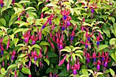 FUSCHIA GENII (HARDY)