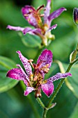 TRICYRTIS GILT EDGE