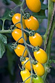 TOMATO GOLDEN SWEET