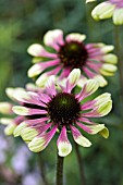 ECHINACEA GREEN ENVY