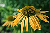 ECHINACEA HARVEST MOON