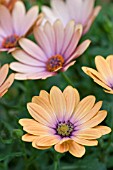 OSTEOSPERMUM SIDESHOW COPPER APRICOT