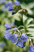 POLEMONIUM STAIRWAY TO HEAVEN