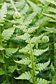 THEYLITIS DECURVA (WOOD FERN)