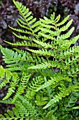 DRYOPTERIS ERYTHROSORA PROLIFICA