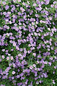 BACOPA ABUNDA BLUE (SUTERA)