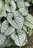 BRUNNERA JACK FROST FOLIAGE