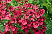 DIASCIA DEVOTION CRIMSON