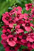 DIASCIA DEVOTION CRIMSON