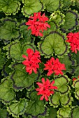 ZONAL PELARGONIUM DISTINCTION