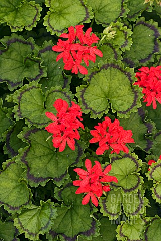 ZONAL_PELARGONIUM_DISTINCTION