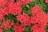 ZONAL PELARGONIUM FIREWORKS CHERRY