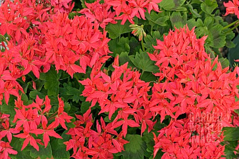 ZONAL_PELARGONIUM_FIREWORKS_CHERRY