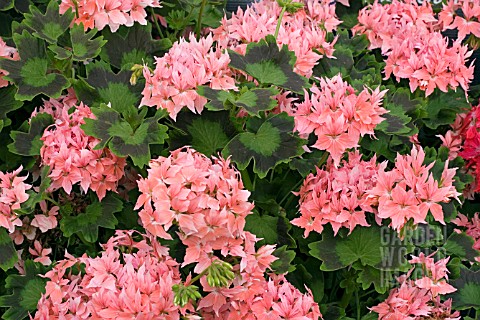 ZONAL_PELARGONIUM_FIREWORKS_SALMON