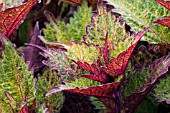 COLEUS HENNA (SOLENOSTEMON HENNA)