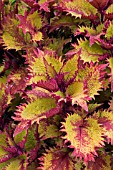 COLEUS INDIAN SUMMER (SOLENSTEMON)