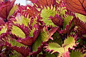 COLEUS INDIAN SUMMER (SOLENOSTEMON)