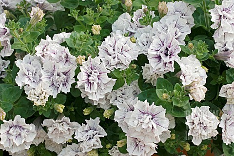 DOUBLE_TRAILING_PETUNIA_MARGARITA