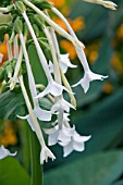 NICOTIANA SYLVESTRIS