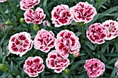 DIANTHUS ODESSA PINK