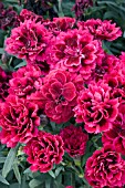 DIANTHUS ODESSA RED