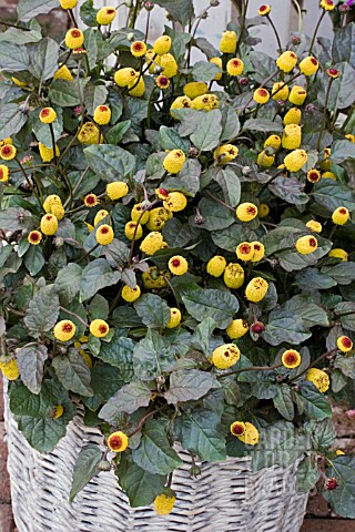 SPILANTHES_PIKABOO