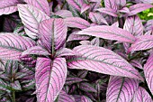 STROBILANTHES PERSIAN SHIELD