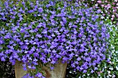 LOBELIA WATERFALL BLUE