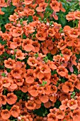 DIASCIA WHISPER PUMPKIN