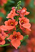 DIASCIA WHISPER PUMPKIN